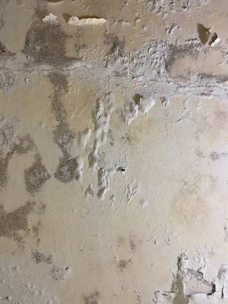 Best Professional Mold Removal  in New Hope, OR