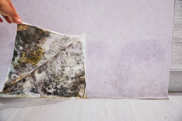 Best Affordable Mold Removal  in New Hope, OR